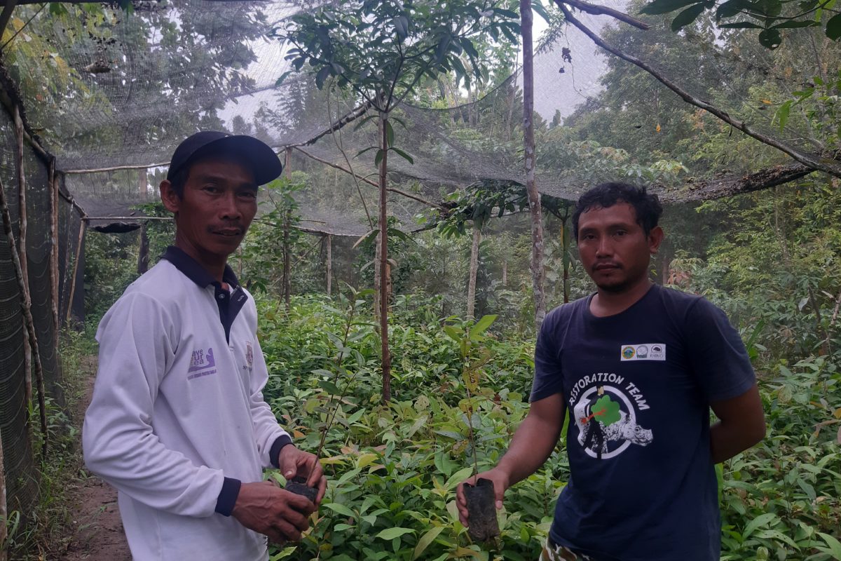 Area restorasi di Rawa Kidang, TN Way Kambas dengan tanaman dominan pakai badak. Foto: Lusia Arumingtyas/ Mongabay Indonesia