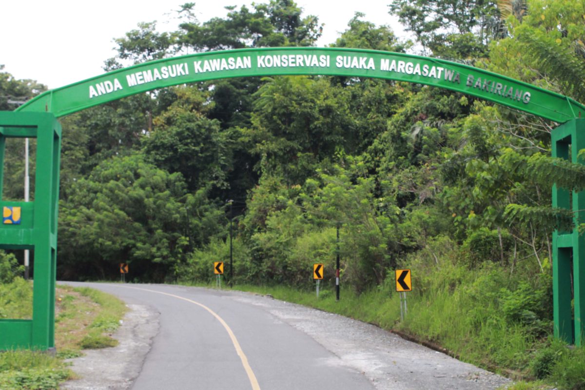 Memasuki Kawasan Konservasi, SM Bakiriang, yang di dalamnya banyak beun sawit. Foto: Sarjan Lahay/ Mongabay Indonesia