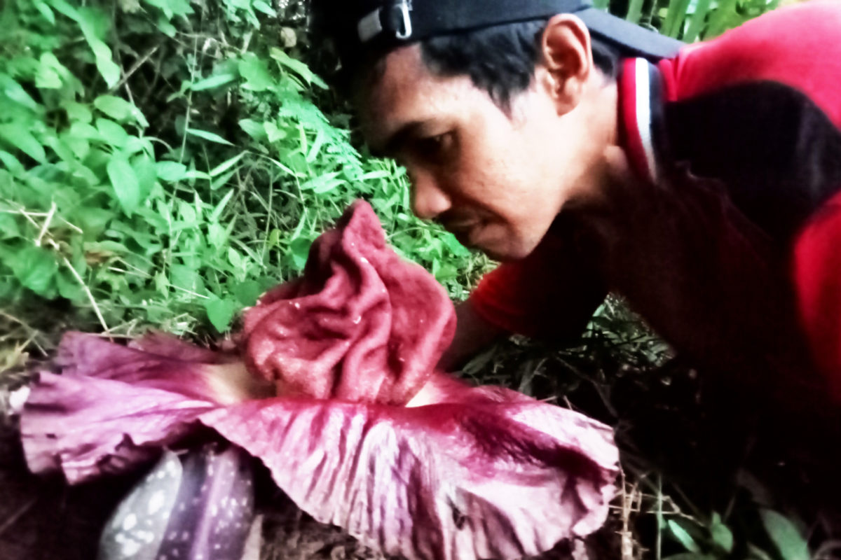 Bunga bangkai jenis suweg atau kumput dalam bahasa lokal, Muaro Jambi, sedang bermekaran pada Juni ini. Foto: Elviza Diana/ Mongabay Indonesia