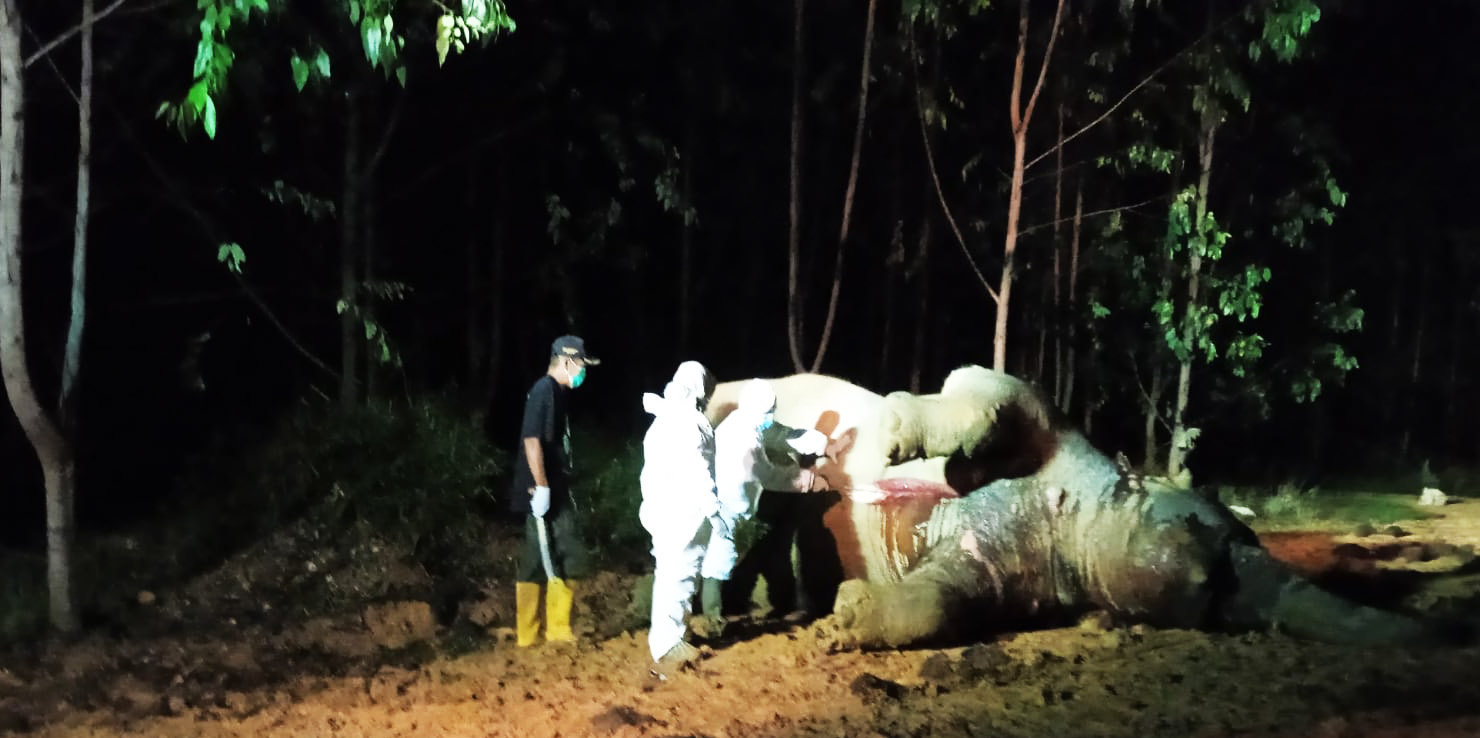 Tim gabungan kala menangani gajah mati diduga keracunan. Foto: Rimba Satwa Foundation