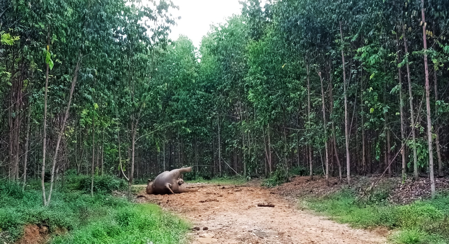 Di dalam konsesi perusahaan perkebunan kayu pemasok APP, di Bengkalis, ditemukan gajah mati dalam kondisi mengenaskan. Foto:Rimba Satwa Foundation 