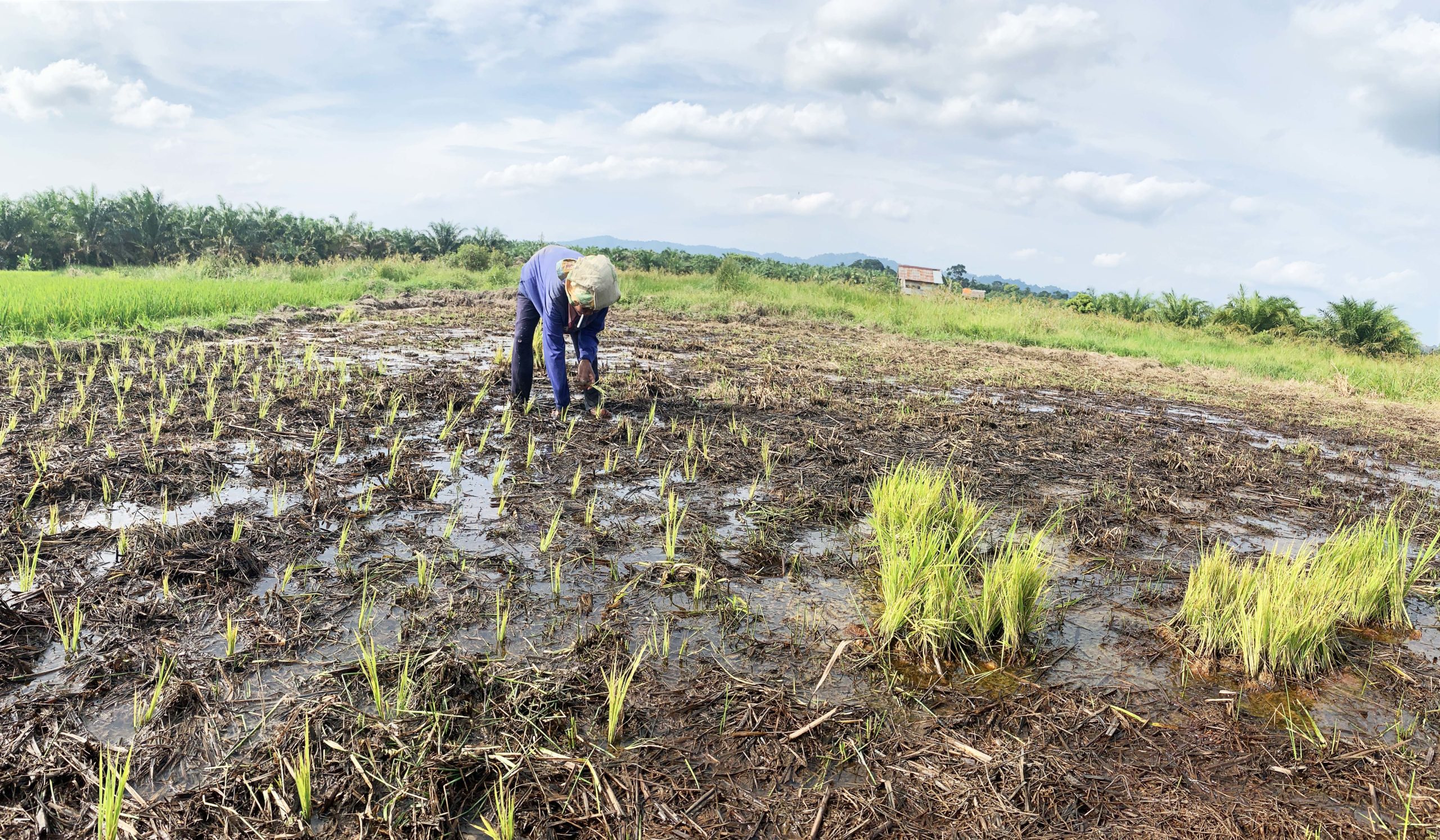 Jumariah memanam padi. Dia menumpang tanam di lahan milik warga lain sejak sawahnya tak bisa lagi digarap karena terendam banjir.. Foto: Yitno Suprapto/ Mongabay Indonesia