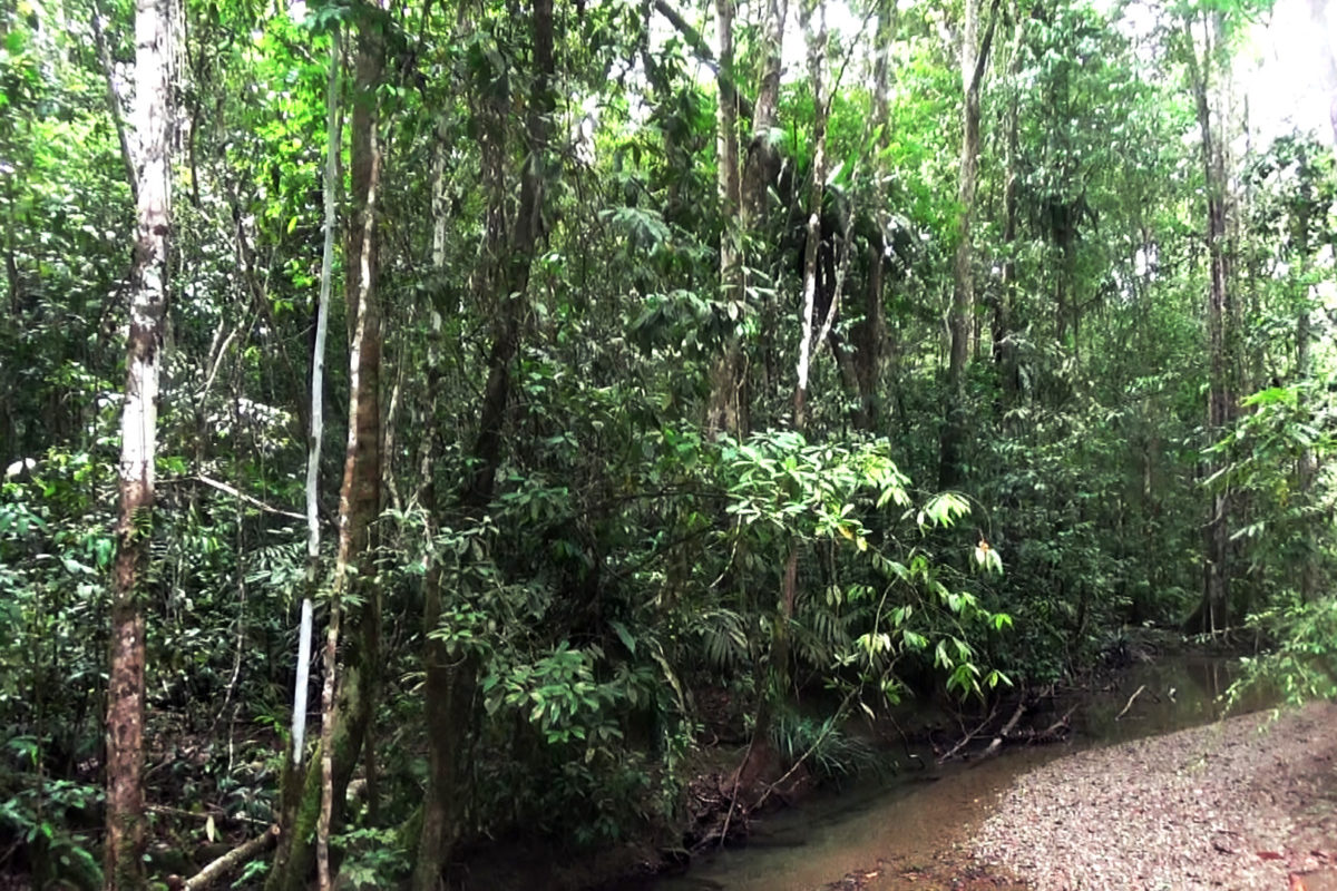 Hutan Klasow di Kampung Malagufuk, Distrik Makbon, Sorong, Papua Barat. Foto: Nuswantoro/ Mongabay Indonesia