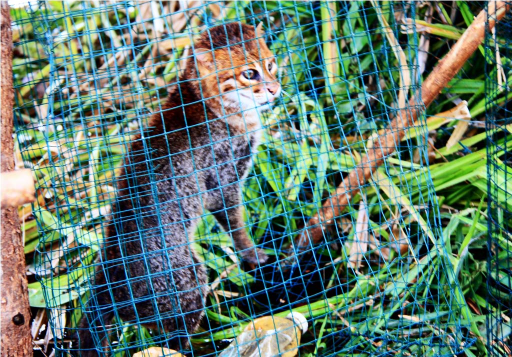 Kucing tandang, IUCN memasukkan satwa liar ini dalam status terancam punah. Foto: Lili Rambe/ Mongabay Indonesia