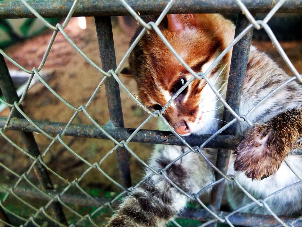 Kucing tandang, kucing hutan yang jadi buruan untuk binatang peliharaan kolektor. Foto: Lili Rambe/ Mongabay Indonesia