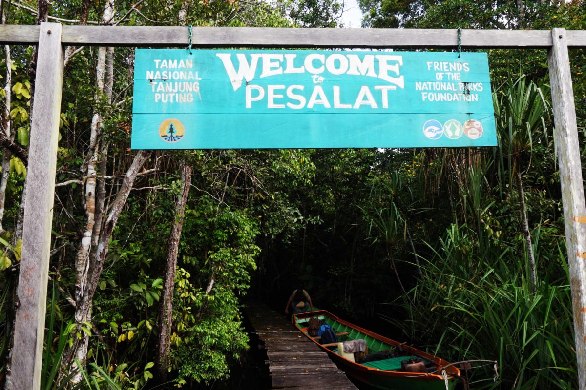 Gang Pesalat, hutan yang enjadi tempat belajar memulihkan hutan bagi semua. Foto: Lusia Arumingtyas/ Mongabay Indonesia