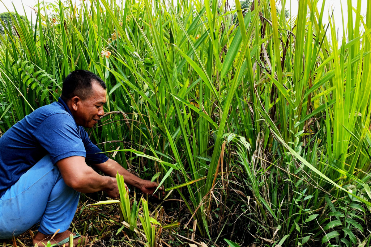 Warga sedang mengambil daun rumbai, untuk bahan anyaman. Foto: Yitno Suprapto/ Mongabay Indonesia