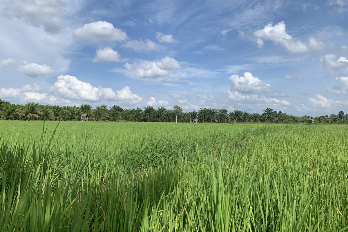 Kecamatan Air Hitam pernah berdaulat pangan, bisa penuhi beras sendiri. Kini, banyak lahan pertanian warga kebanjiran hingga pasokan pangan pun terancam. Foto: Yitno Suprapto/ Mongabay Indonesia