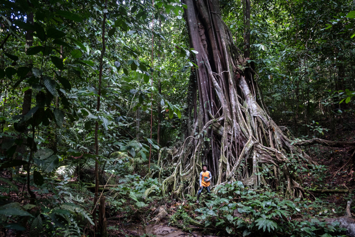 pohon ara di Bukit Peramun, Belitung, yang berusia ratusan tahun. Hutan di Bukit Peramun, salah satu hutan tropis yang masih lestari di Pulau Belitung. Foto Nopri Ismi-Mongabay Indonesia