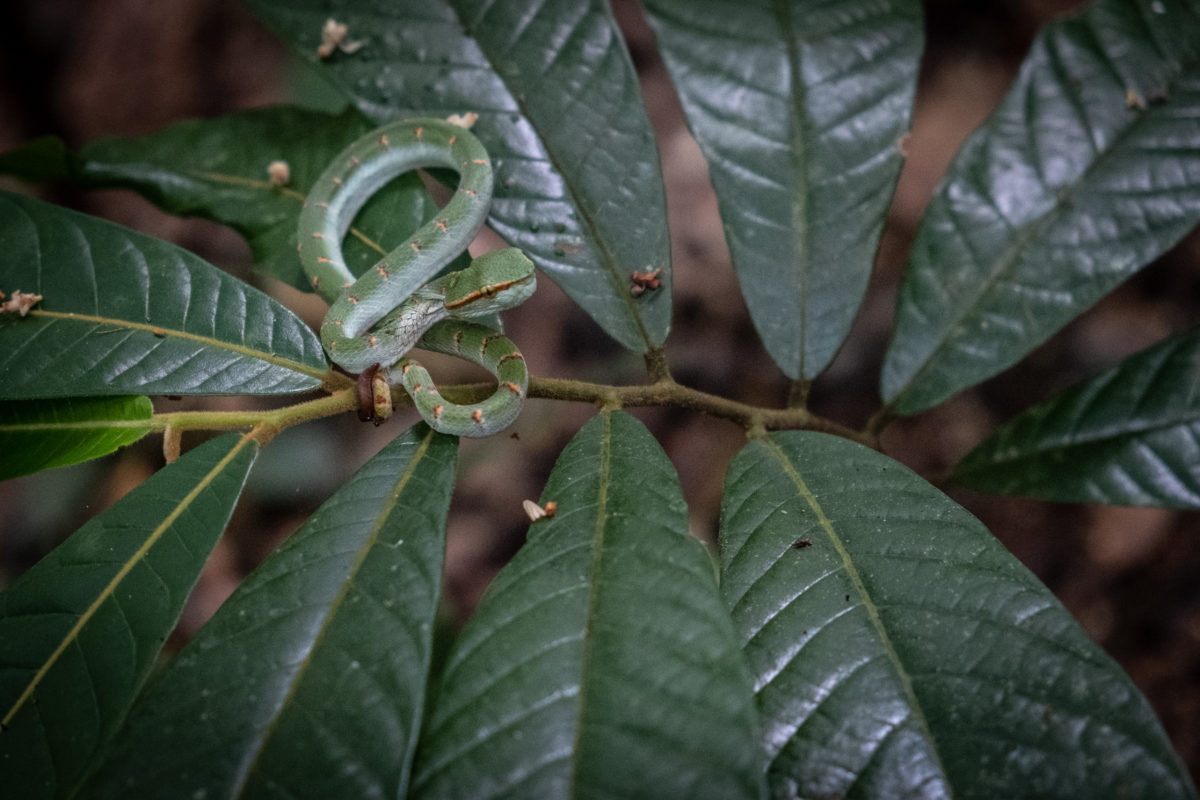 anak ular berbisa berada di atas anak pohon ulin. Foto Nopri Ismi-Mongabay Indonesia