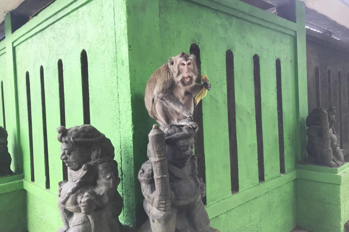 Monyet ekor panjang bermain di atas arca kawasan Wendit Waterpark, Malang. (Foto: Eko Widianto).