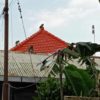Monyet ekor panjang bertengger di atas atap rumah warga di samping Wendit Waterpark, Malang. (Foto: Rupiatin).
