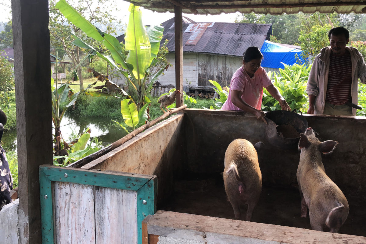 Peternakan babi warga Pargamanan-Bintang Maria. Foto: Baritanews Lumbanbatu/ Mongabay Indonesia 