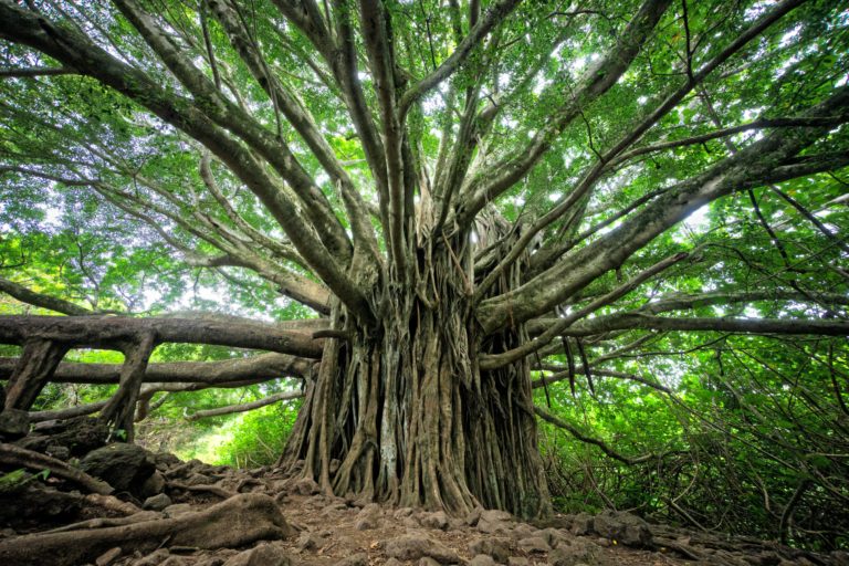 Pohon tertua di dunia