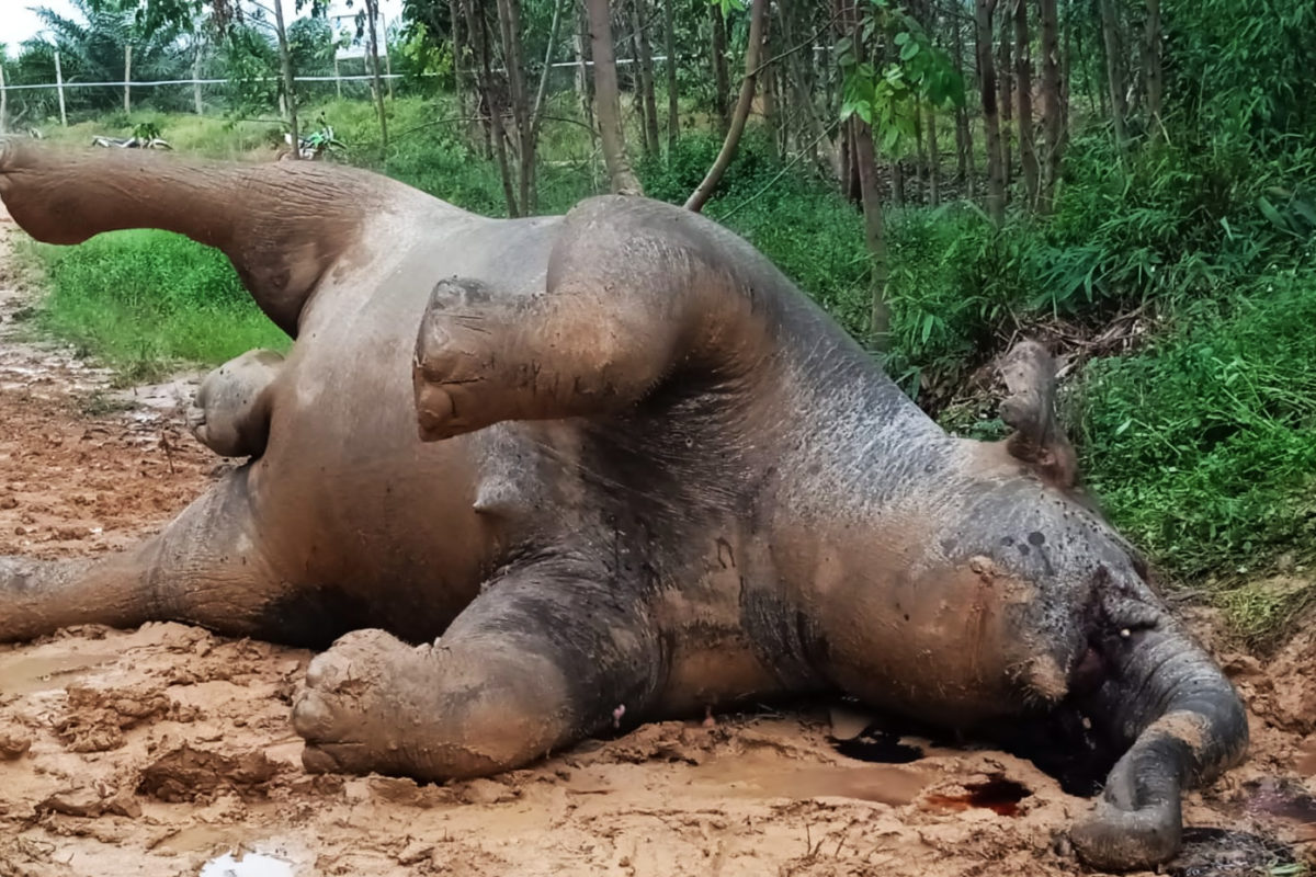 Gajah hamil tua mati mengenaskan di konsei HTI di Bengkalis. Foto:Rimba Satwa Foundation