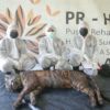 Tim medis bersama harimau Puti Mau yang mati karena sakit saat menjalani proses perawatan di Pusat Rehabilitasi Harimau Sumatera Dharmasraya (PRHSD) ARSARI. Foto: Dokumen PRHSD-ARSARI
