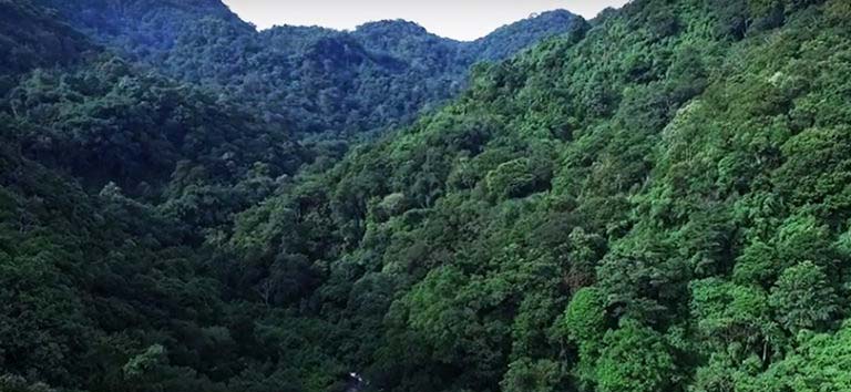 Ilustrasi. Kawasan hutan konservasi di Sumbar, termasuk hutan adat, terancam pembangunan jalan. Foto: Walhi Sumbar