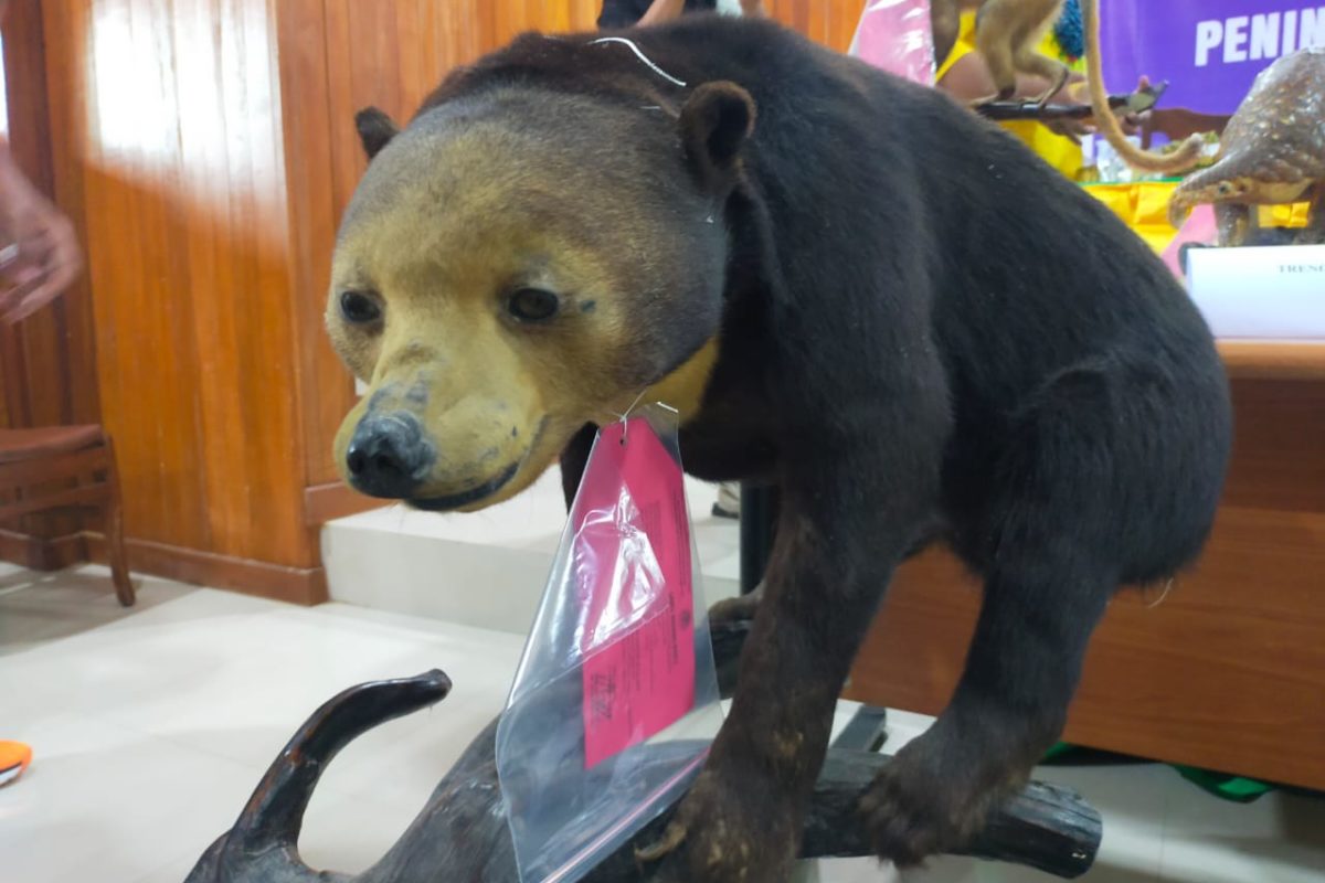 Beruang madu awetan sitaan dari Sumbar. Foto: Vinolia/ Mongabay Indonesia