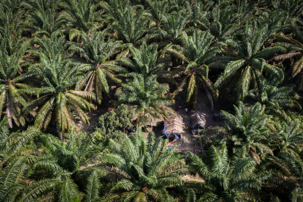 Foto drone pondok Suku Anak Dalam Tebing Tinggi yang berada di tengah perkebunan sawit. Oleh Nopri Ismi.
