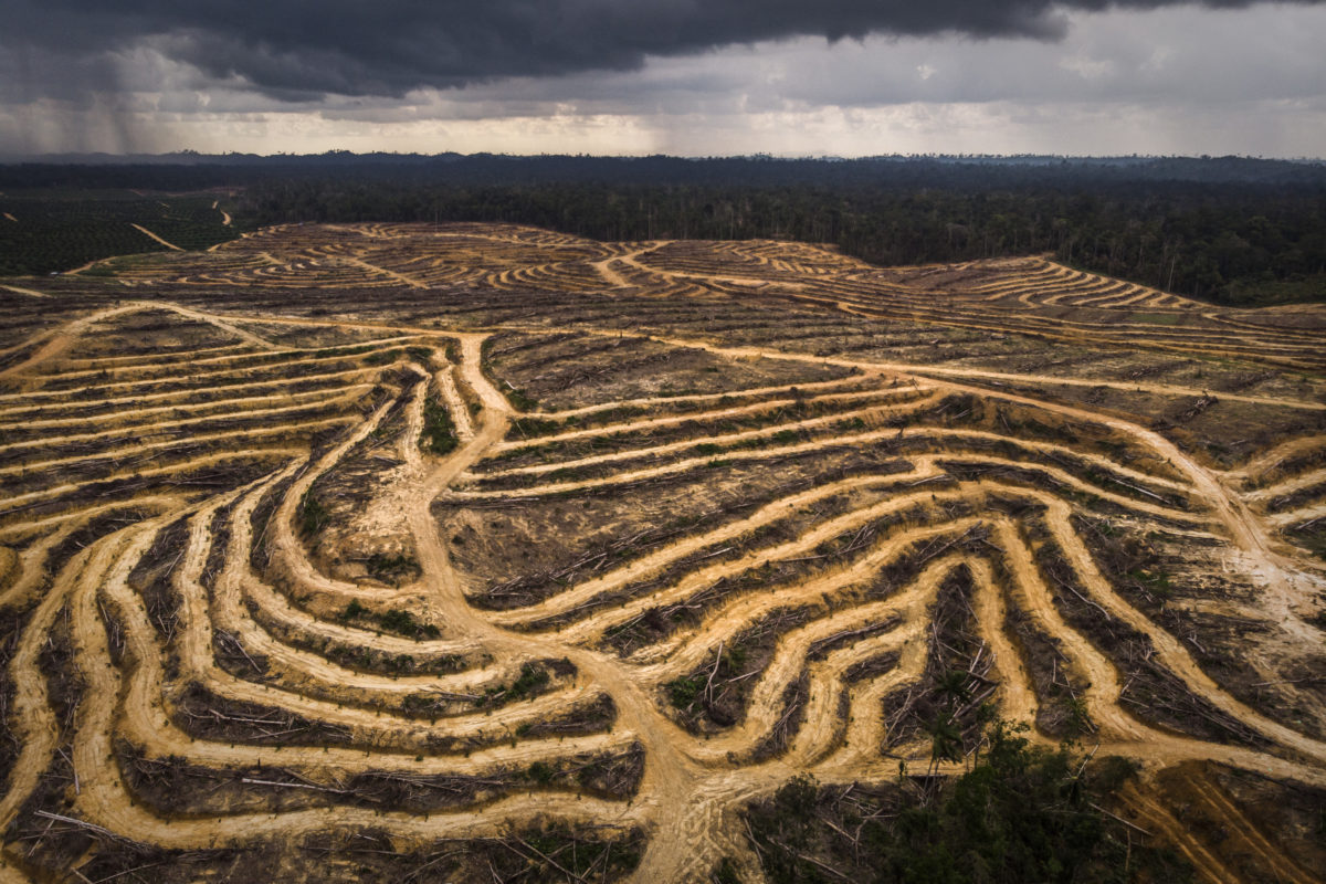 Lahan di Kalimantan Timur yang digunduli untuk dijadikan perkebunan sawit. Foto oleh Nanang Sujana