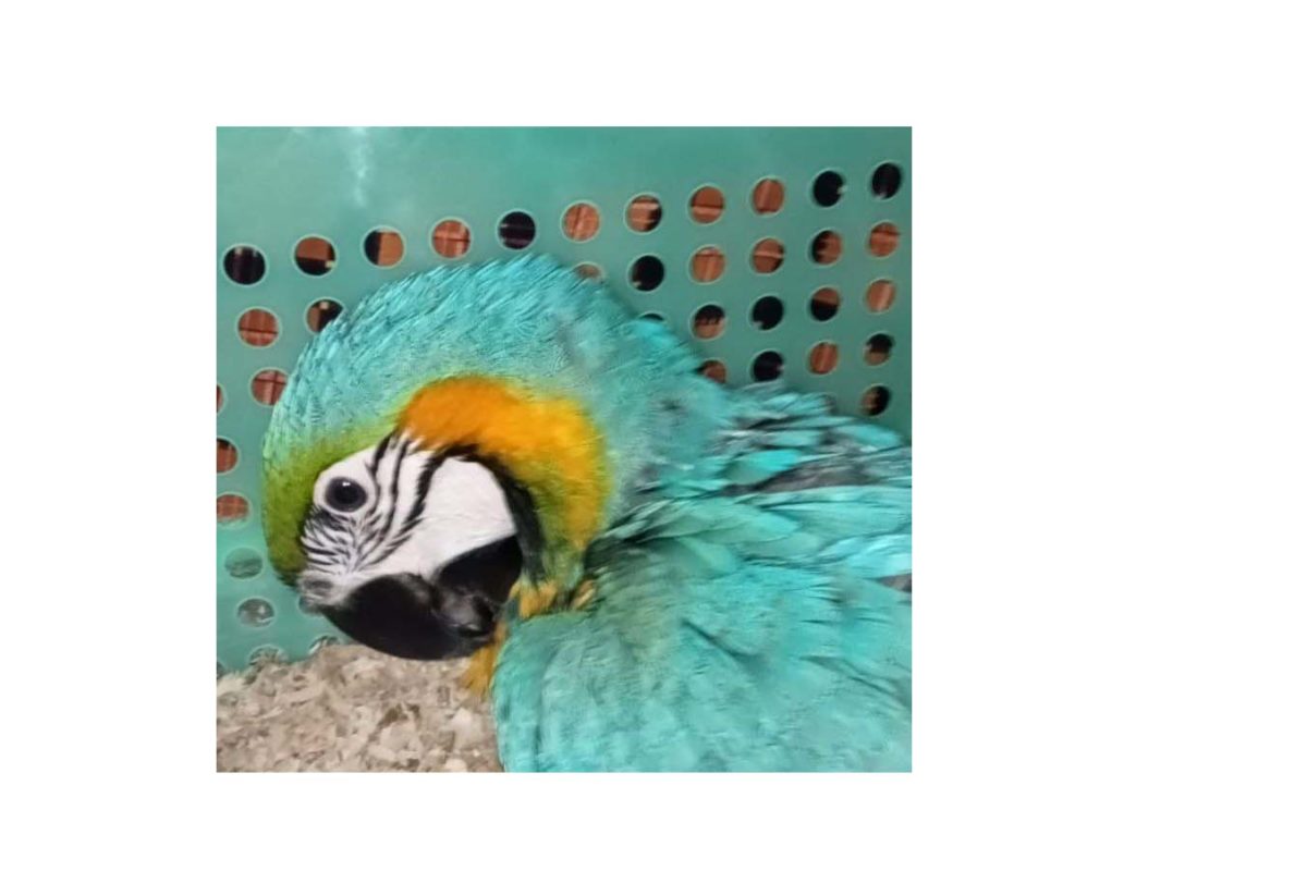 Burung macam asal Afrika yang lolos masuk lewat Bandara Kualanamu padahal asa larangan masuk daerah wilayah isana karena ada wabah flu burung. Foto: Ayat S Karokaro/ Mongabay Indonesia 