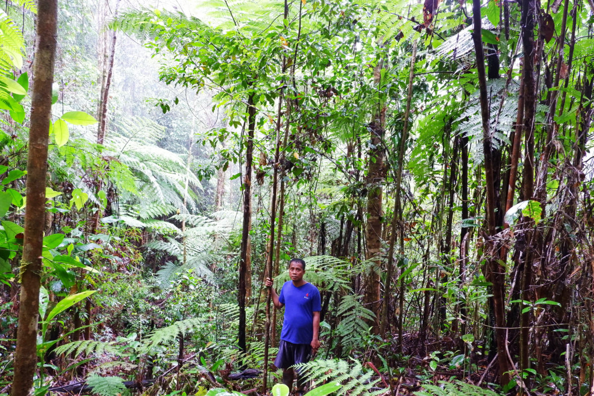  Hastoma (36 tahun) petani di Roko Roko, Desa Sukarela Jaya, memegang pohon cengkihnya. Pada 2 Juli 2022, kebun ini kembali diseorobot PT GKP.. Foto: Eko Rusdianto/ Mongabay Indonesia