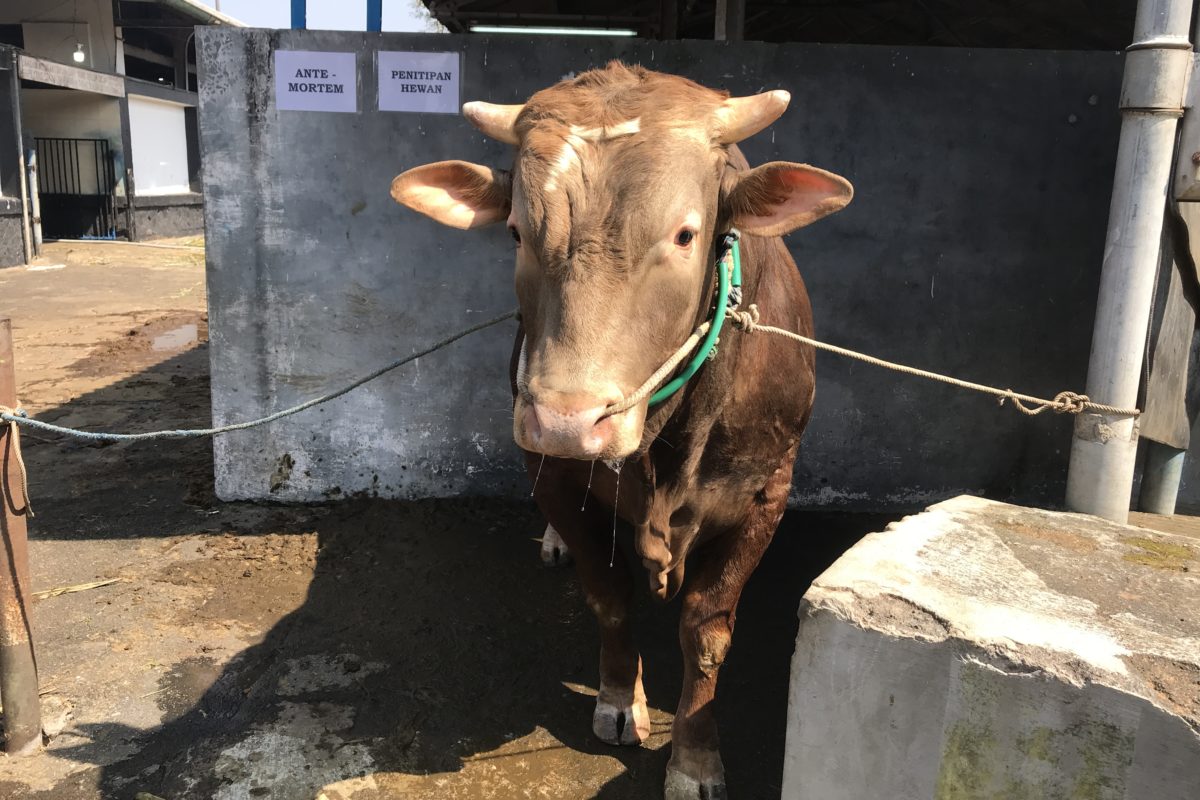sapi di kandang RPH-R Kota Malang telah menjalani pemeriksaan kesehatan hewan ante mortem sebelum disembelih. (Foto: Eko Widianto).
