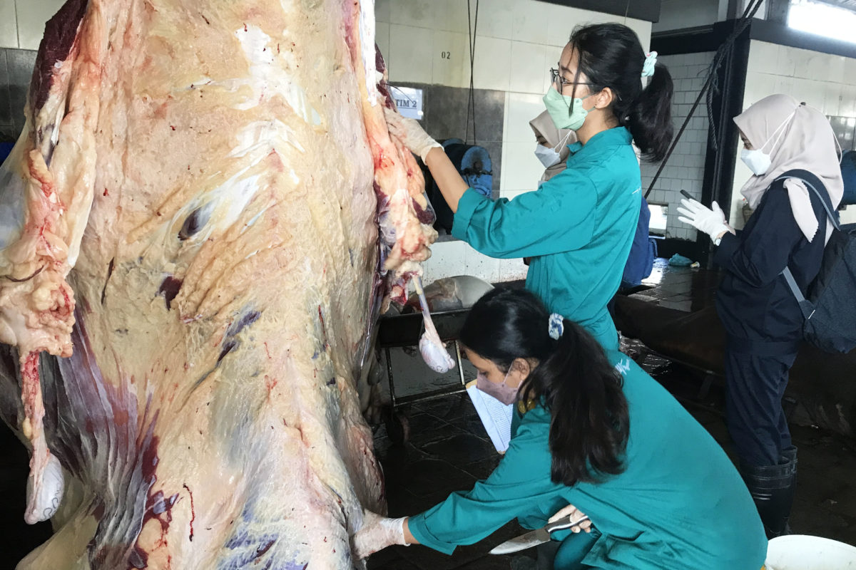 Sejumlah dokter hewan tengah memeriksa kesehatan dan kelayakan daging setelah disembelih di RPH-R Kota Malang. (Foto: Eko Widianto).