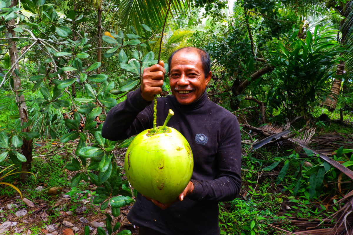 Buah kelapa begitu besar di kebun yang belum terganggu tambang nikel. Bagaimana nasib warga kalau sumber hidup mereka ini rusak terkena tambang nikel? Foto: Eko Rusdianto/ Mongabay Indonesia