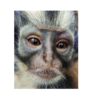 Marmoset monkey dari Afrika yang diselunpukan masuk ke Indonesia, diduga leat Bandara Kualanamu. Foto: Ayat S Karokaro/ Mongabay Indonesia