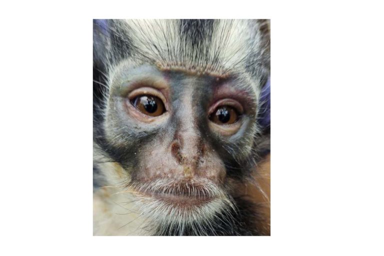 Marmoset monkey dari Afrika yang diselunpukan masuk ke Indonesia, diduga leat Bandara Kualanamu. Foto: Ayat S Karokaro/ Mongabay Indonesia