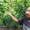 Mbah Gimbal, menanam dengan peduli alam, tak hanya buat diri sendiri juga mengajak dan menularkan ilmu itu kepada orang lain. Foto: : Tantowi Djauhari