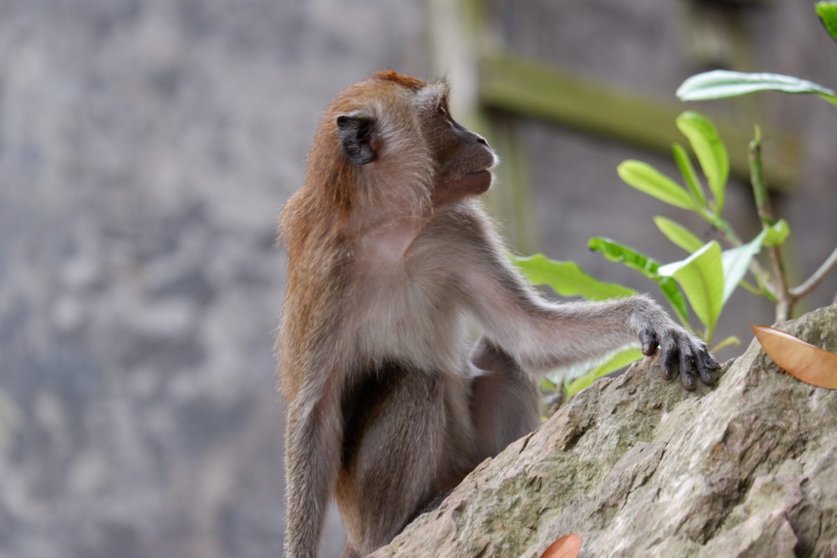 Monyet di Kota Batam, banyak ke pemukiman karena hutan sebagai rumah mereka terus tergerus untuk 'pembangunan'. Foto: Yogi ES/ Mongabay Indonesia