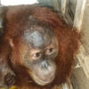 bayi orangutan sitaan Polres Binjai dari tangan sindikat perdagangan satwa ilegal. Foto: Ayat S Karokaro/ Mongabay Indonesia