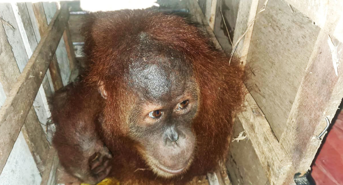 Bayi orangutan sitaan Polres Binjai dari tangan sindikat perdagangan satwa ilegal. Foto: Ayat S Karokaro/ Mongabay Indonesia