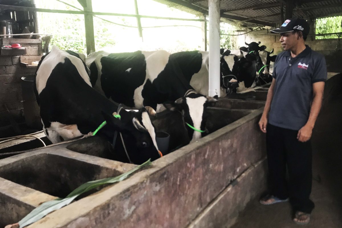 Kandang sapi dibersihkan tiap hadri dan didisinfektan guna mengantisipasi PMK. Foto: Eko Widianto/ Mongabay Indonesia
