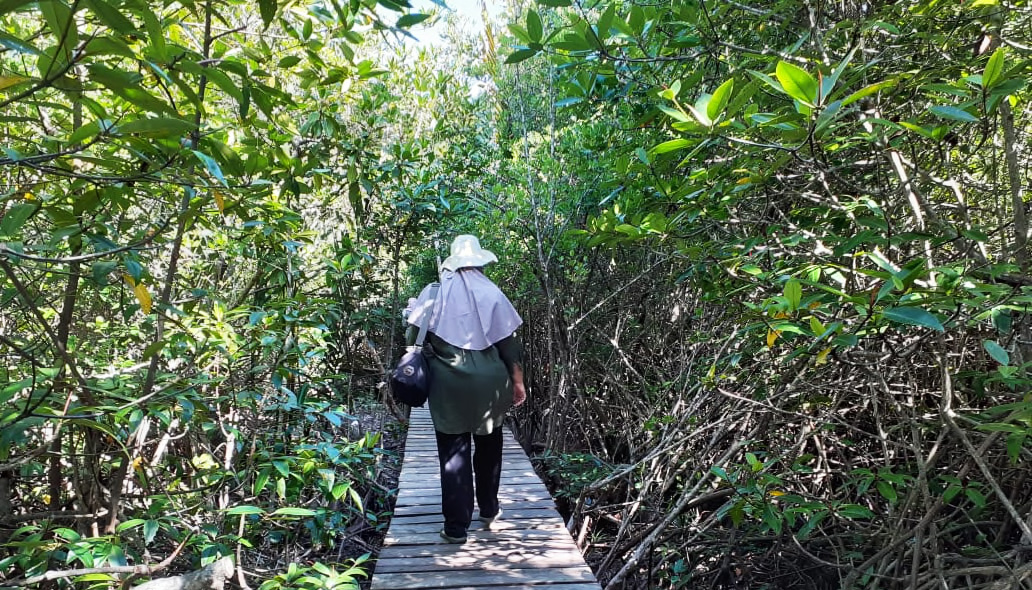 Kawasan ini berhutan mangrove lagi setelah sempat rusak. Foto: Suryadi/ Mongabay Indonesia