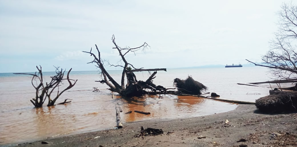 Sisa-sisa pepohonan mangrove yang sudah mati dan air laut yang kemerahan karena terkena ore nikel. Foto: Christ Belseran/ Mongabay Indonesia