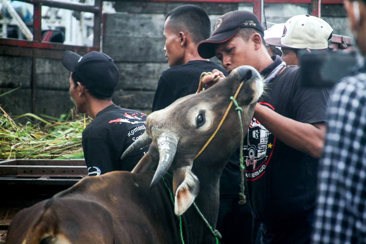 Sapi yang siap jadi hewan kurban pada Idul Adha ini di batam. Foto: Yogi ES/ Mongabay Indonesia