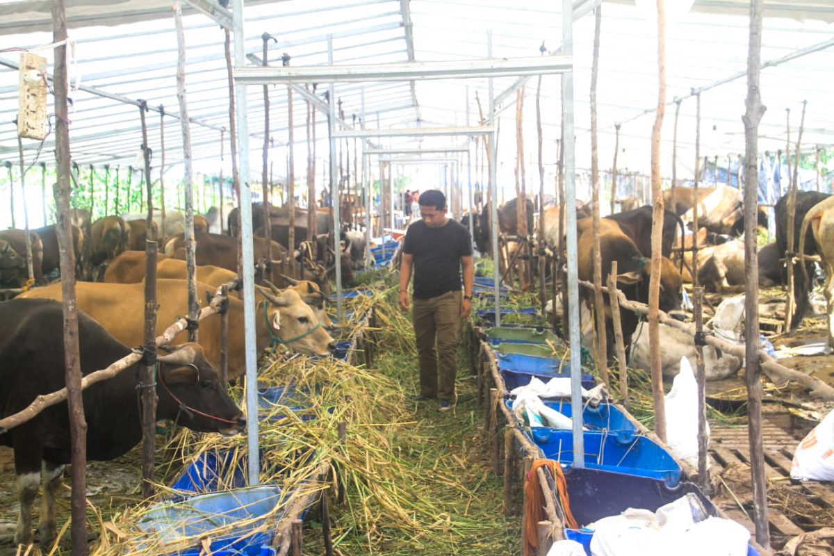 Sapi yang dijual di Batam untuk hewan kurban. Foto: Yogi ES/ Mongabay Indonesia