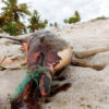 Satu lumba-lumba bungkuk Indo Pasific (Sauca chinensis) ditemukan mati terdampar di kawasan Pantai Sasak Nagari Sasak, Kecamatan Sasak Ranah Pesisir, Kabupaten Pasaman Barat, pada (21/6/22). Foto: Vinolia/ Mongabay Indonesia