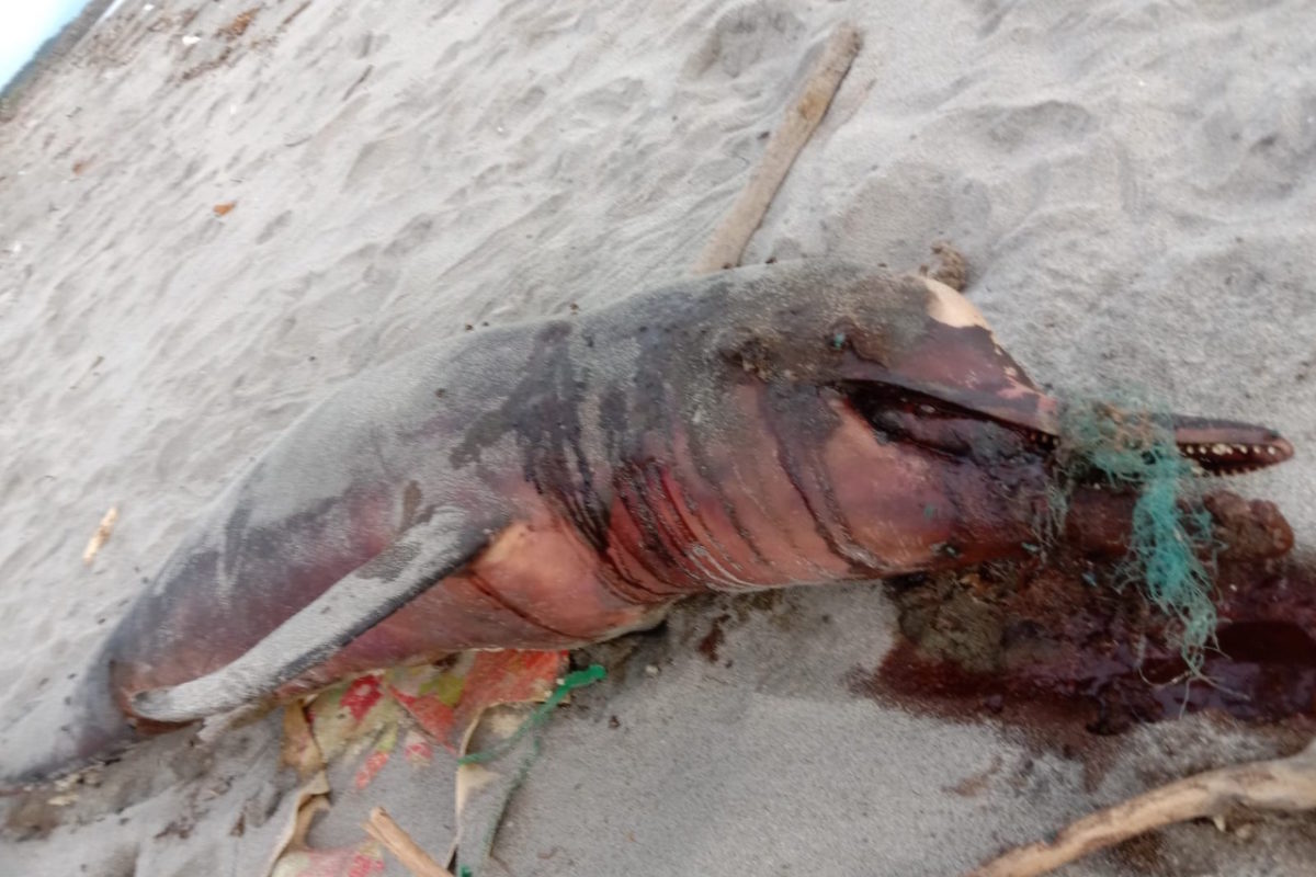 Pada saat terdampar ditemukan lilitan alat tangkap jaring pada mulut lumba-lumba, diduga mamalia laut ini tersangkut jaring nelayan yang sedang mencari ikan. Foto: Vinolia/ Mongabay Indonesia
