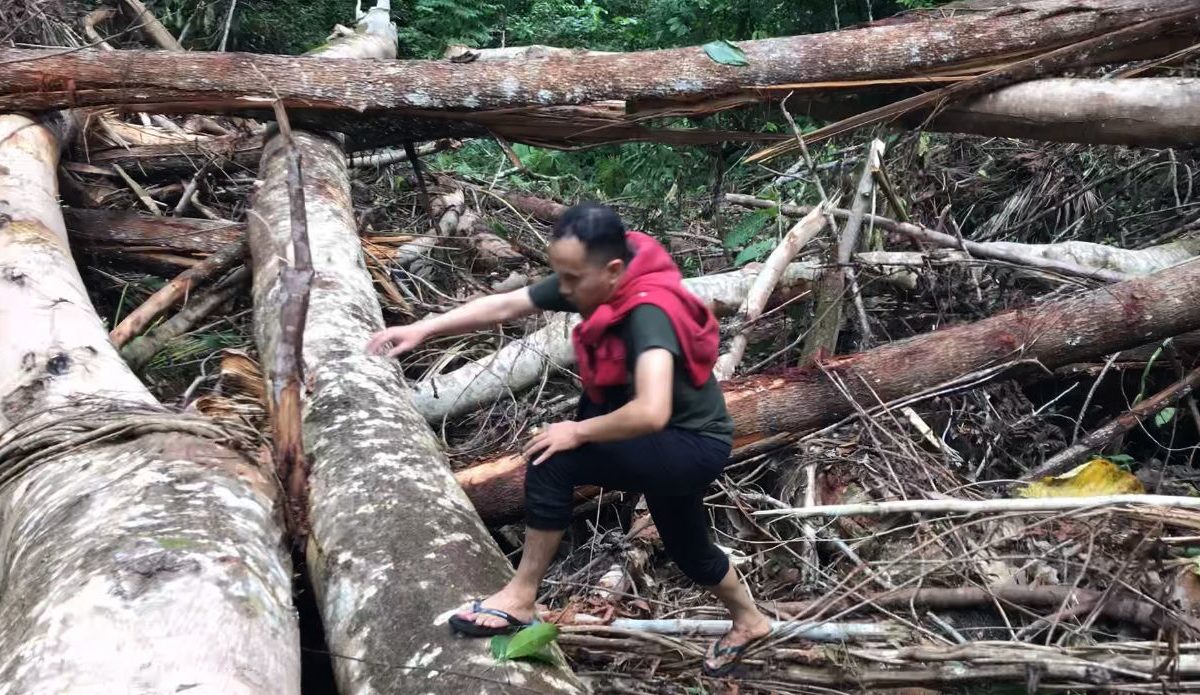 Foto yang tumbang karena longsor di Desa Sekor, Kepulauan Sula. Foto: Irawan