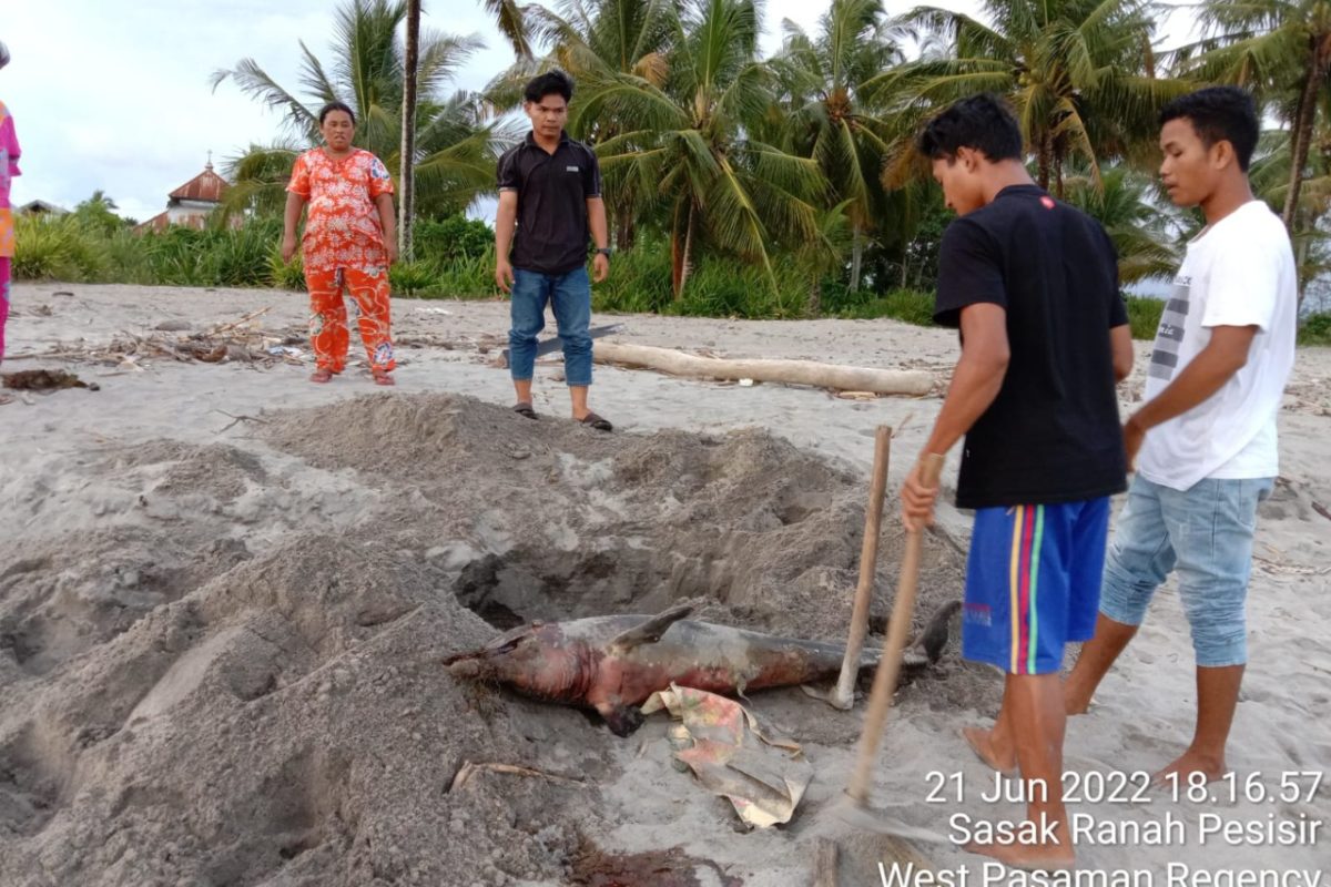  Lumba-lumba bungkuk Indo Pasific terdampar pada 21 juni, namun penguburan lumba-lumba baru dilakukan pada rabu 29 Juni dengan kondisi lumba-lumba yang sudah mulai membusuk (kode 3). Foto: Vinolia/ Mongabay Indonesia