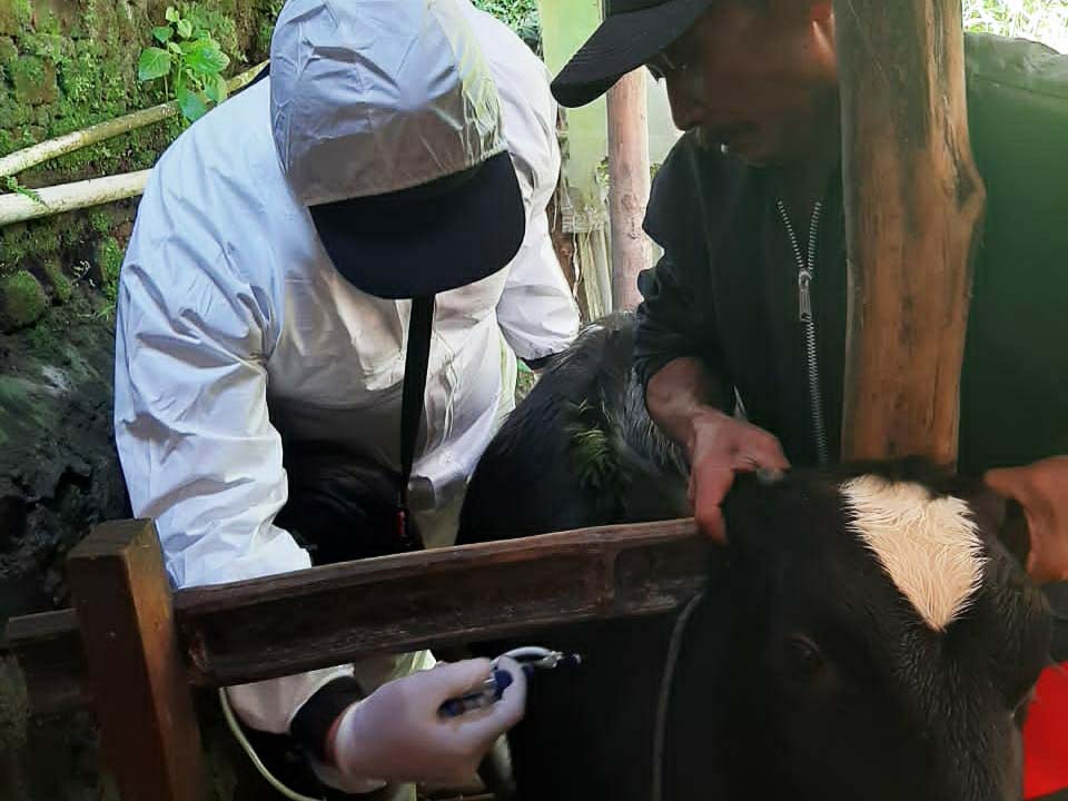 Vaksin PMK sapi di Malang. Foto: Eko Widianto/ Mongabay Indonesia