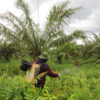 Buruh perempuan sedang menyemport tanaman sawit. Foto: Elviza Diana/ Mongabay Indonesia