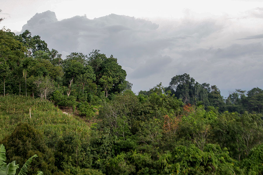  Hutan yang berisiko atau terancam ketika ada hutan tanaman energi. Foto: Humaidy Kenedy/Mongabay Indonesia