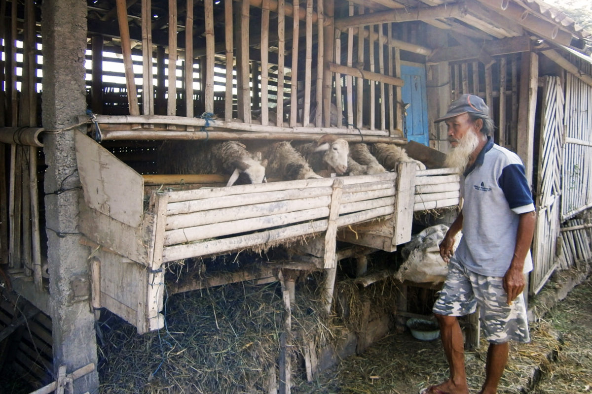 Kandang domba di Sleman. Domba juga salah satu hewan ternak yang bisa terpapar PMK, tetapi gejala kebanyakan terlihat pada sapi. Foto: Nuswantoro/ Mongabay Indonesia