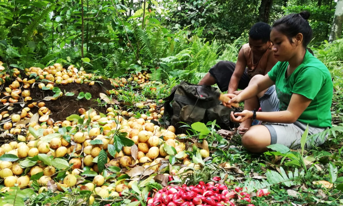 Pala, salah satu tanaman andalam di Desa Mandioli, selain cengkih dan kelapa. Foto: Mahmud IIchi/ Mongabay Indonesia