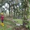 Petani sawit mandiri anggota Asosiasi Cahaya Putra Harapan (ACPH) sejak 2019. ACPH merupakan asosiasi petani sawit swadaya bersertifikasi Roundtable on Sustainable Palm Oil (RSPO) sejak 2018. Foto: Elviza Diana/ Mongabay Indonesia
